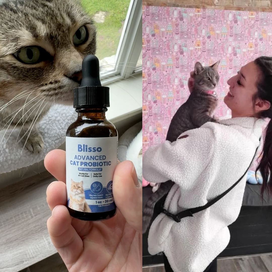 Cat enjoying probiotic-enhanced meal