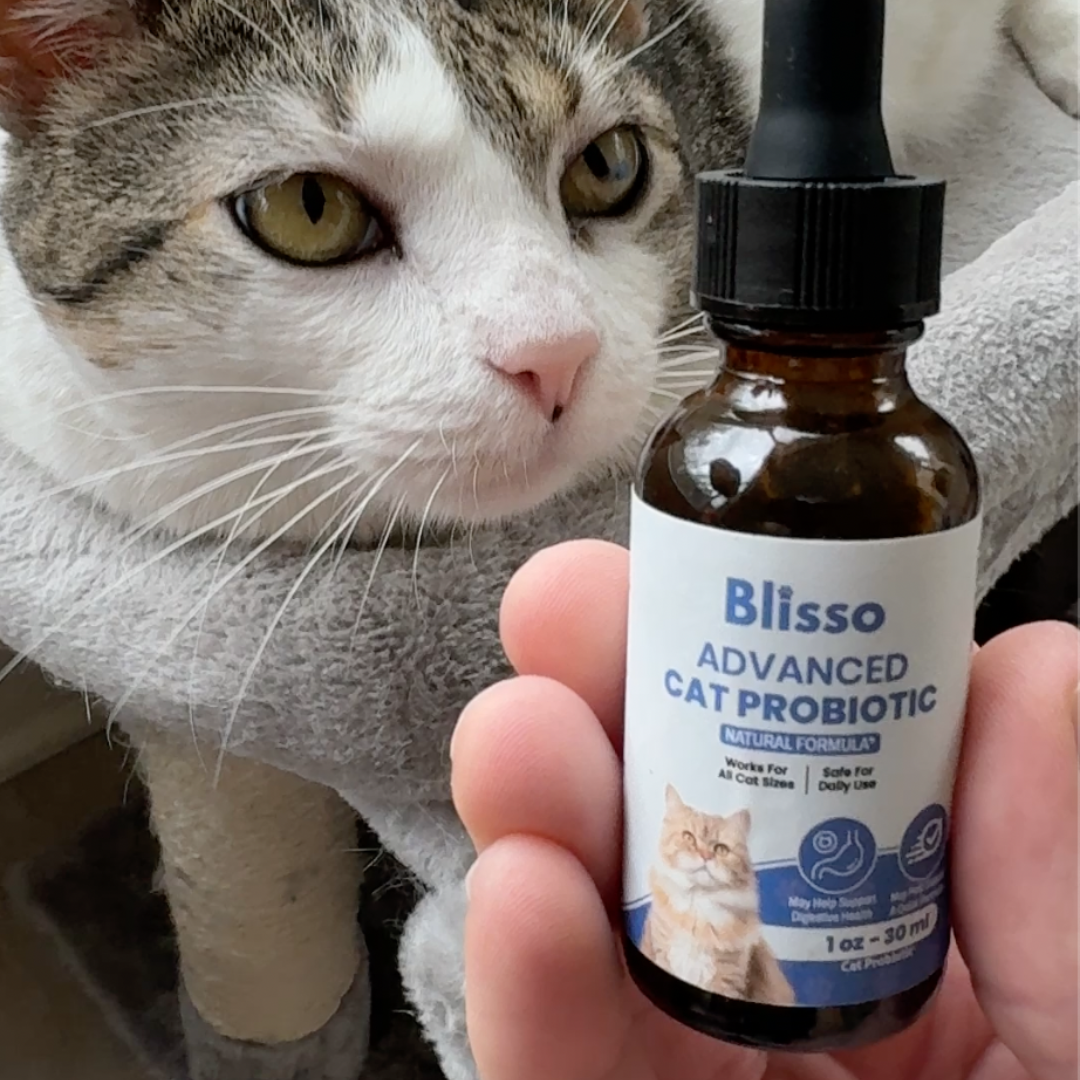 Safe and effective cat probiotic solution