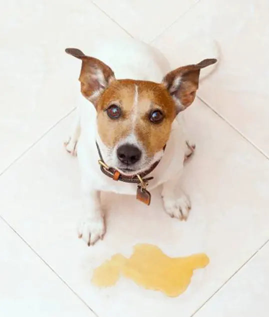 Dog looking up - It's not my fault